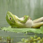 280px-Relaxing_Frog
