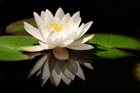 lotus-blossom